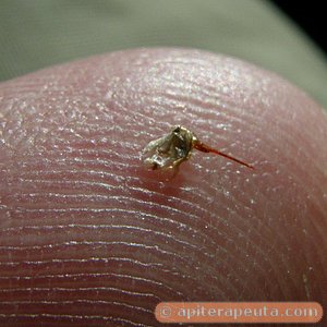 detalle de aguijon de abeja HD